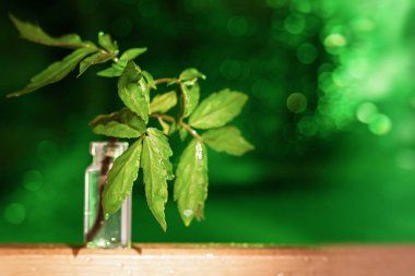 Yeşil, parlak bir arka planda, üzerinde bokeh olan cam bir vazoda yeşil bir yaprak. Sabah yazları hayat, tazelik, neşe ve başarı konsepti. Yumuşak odak, yeşil doğal düzen, boşluğu kopyala