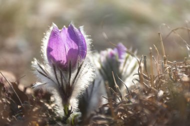 Rüya-otu ya da Pulsatilla patens İlkbaharda ormandaki dağlarda çiçek açar. Yakın plan, doğal bahar arkaplanı. Seçici odak noktasında narin, kırılgan çiçekler. En güzel mor çiçek