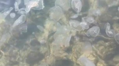 Denizanaları açık deniz suyunda yüzerler. Küçük çakıl taşları ve deniz yaşamı olan en temiz sahil. Dinlenme ve rahatlama kavramı. Tamamen sakin ve taze deniz esintisi. Deniz ekosistemi.