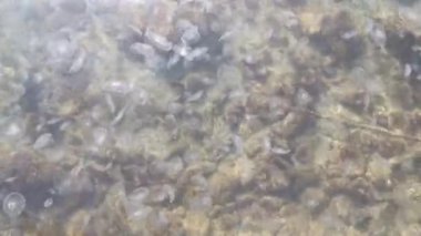 Denizanaları açık deniz suyunda yüzerler. Küçük çakıl taşları ve deniz yaşamı olan en temiz sahil. Dinlenme ve rahatlama kavramı. Tamamen sakin ve taze deniz esintisi. Deniz ekosistemi.