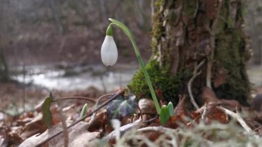 Beyaz kar damlaları (Galanthus nivalis) ormanda ilkbaharda yetişir. Hafif bir esinti narin ve narin çuha çiçeklerinin saplarını karıştırır. Parlak güneş ışığı kar damlalarıyla açıklığı aydınlatıyor..