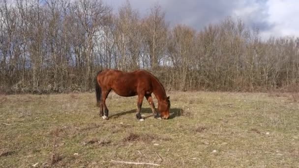 Cavalo Marrom Pastoreia Prado Início Primavera Final Outono Fundo Árvores — Vídeo de Stock