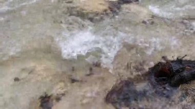 Ormanda düşen sonbahar yapraklarıyla su akar. Sonbaharın sonu ya da ilkbaharın başı. Rahatlama ve rahatlama kavramı. Doğayla baş başa. En saf temiz su..