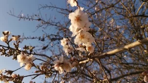 Almond Mekar Taman Musim Semi Delicate Bunga Putih Pada Ayunan — Stok Video