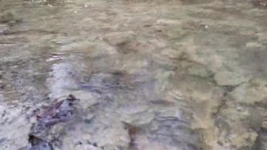 Ormanda düşen sonbahar yapraklarıyla su akar. Sonbaharın sonu ya da ilkbaharın başı. Rahatlama ve rahatlama kavramı. Doğayla baş başa. En saf temiz su..