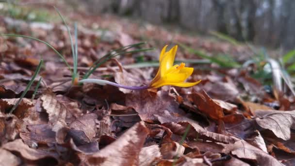 Primer Plano Del Azafrán Amarillo Floreció Bosque Fondo Natural Hojas — Vídeos de Stock