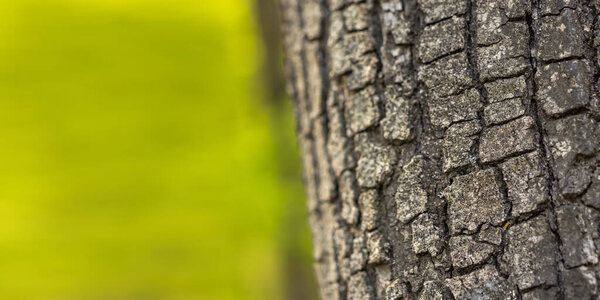 Дубовая кора крупным планом. Макротекстура дерева. Рельеф дубовой структуры с апельсиновым мхом. Концепция охраны окружающей среды, альтернативная медицина. Весенний баннер, природный дизайн фона