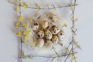 Paskalya bıldırcın yumurtaları estetik hayat dolu. Tarafsız renklerde neşeli kare Paskalya kompozisyonu. Yuvanın düz düzeni, gri arka planda çiçek açan dallar. Mutlu Paskalyalar, tebrik kartı tasarımı