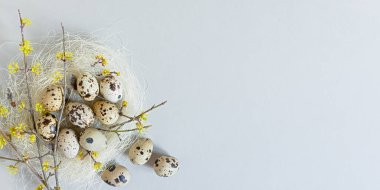 Paskalya bıldırcın yumurtaları estetik hayat dolu. Tarafsız renklerde bayram bayrağı. Yuvanın düz düzeni, gri arka planda çiçek açan dallar. Mutlu Paskalyalar, tebrik kartı tasarımı. Boşluğu kopyala