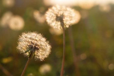 Karahindibalar tarlada çok güzel ve yumuşaktır. Sıcak günbatımı ışığında karahindibanın arka planı. Yaz, özgürlük ve hafiflik kavramı. Atmosferik altın çiçekli arka plan.