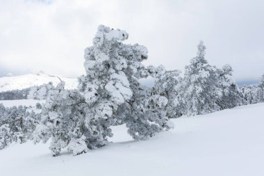 Kırım dağlarında karla kaplı çam ormanı olan kış manzarası. Al-Petri 'nin büyüleyici peri masalı manzarası. Kış tatili, seyahat, macera ve dinlenme konsepti.