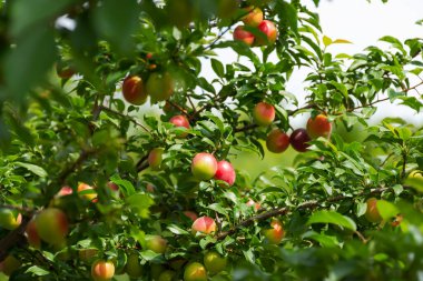 Dalda olgun kiraz eriği. Kırmızı-sarı erik meyvesi. Meyve bahçesi. Meyvenin olgunlaşması. Yumuşak ve bulanık arka planda yaz meyveleri. Kırmızı ve yeşil gölgeler. Vitaminler. Seçici odak