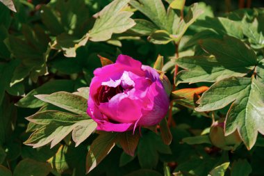 Bahçede pembe şakayıklar açar, bahar. Güzel sulu bahar çiçeği arka planı. Parlak gün ışığında bir çiçek tarlası. Yeşil yaprakların bulanık arkaplanı. Bahçe işleri, dekoratif bahçe işleri.