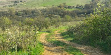 Yeşil çimenli ve yollu bahar manzarası. Yeşil tepeli ve ağaçlı yaz manzarası. Bakış açısına sahip bir köy yolu. Yatay doğal atmosferik arka plan. Taşrada hayat