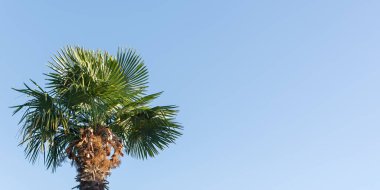 Açık mavi gökyüzüne karşı bir palmiye ağacı. Doğal yaz tropikal tasarımı. Broşürler, el ilanları, web siteleri, tabela taslakları. Yatay pankart. Yaz tatili konsepti, seyahat, tatil. Boşluğu kopyala
