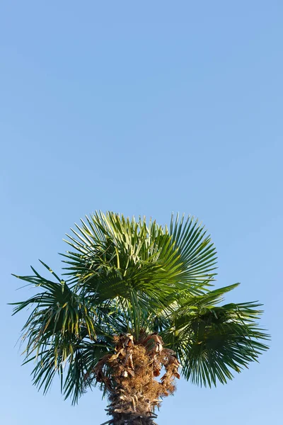 Una Palmera Contra Cielo Azul Claro Diseño Tropical Natural Verano — Foto de Stock