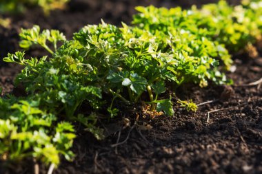 Bahçedeki bahçede maydanoz yetişiyor. Parlak güneş ışığında yeşil sulu yapraklar. Yemek yapraklarının arka planı. Salata ve baharat için malzeme yetiştiriyorum. Yumuşak odak noktasında maydanoz sıraları