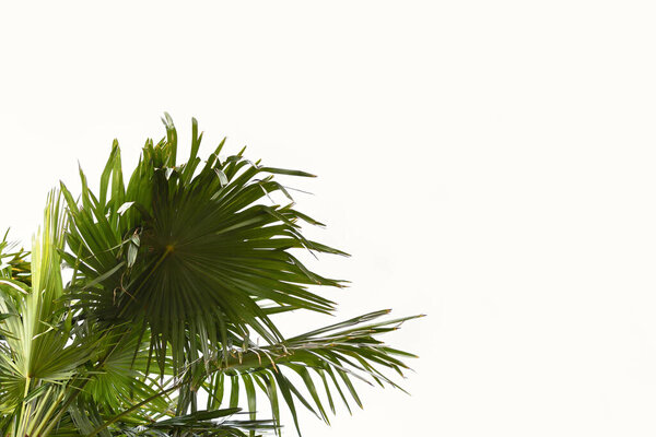 Palm leaves on a white background of a cloudy sky. Horizontal summer natural background. Concept tropical design with green leaves. Banner in neutral calm shades, copy space, palm tree, bottom view