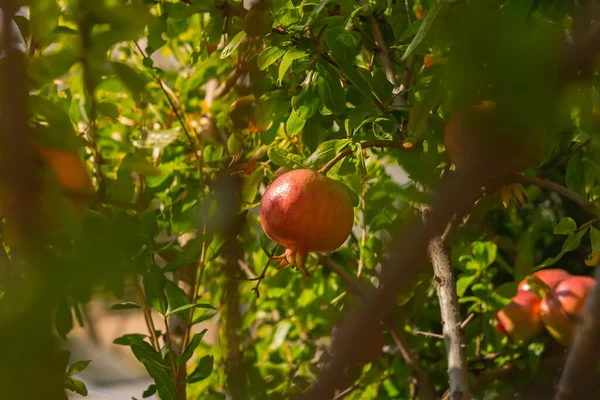 Κόκκινα Ώριμα Φρούτα Ροδιού Φυτρώνουν Στον Κήπο Punica Granatum Φρούτα — Φωτογραφία Αρχείου