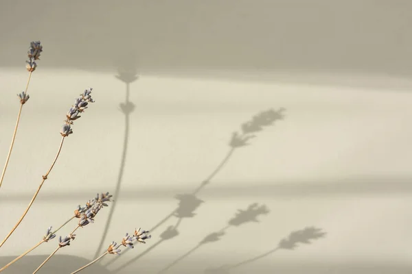 Trockener Lavendel Auf Einem Beigen Hintergrund Von Oben Natürliches Licht — Stockfoto