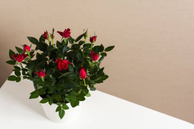 Gri-beyaz arka planda kırmızı gül çalısı. Sevgililer günü için güzel bir hediye. Beyaz metal bir tencerede kapalı bir bitki. Çiçek aranjmanının en üst görüntüsü. Ev ve sokak çiçekleri.