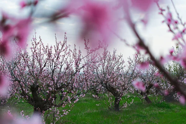 Jardins Pêssego Florescem Primavera Linda Paisagem Rosa Flores Delicadas Nas — Fotografia de Stock