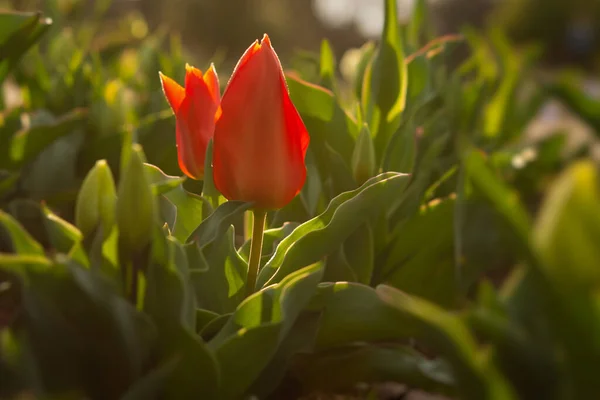 Czerwony Tulipan Jasne Światło Słoneczne Piękne Tło Wiosennego Kwiatu Pachnące — Zdjęcie stockowe