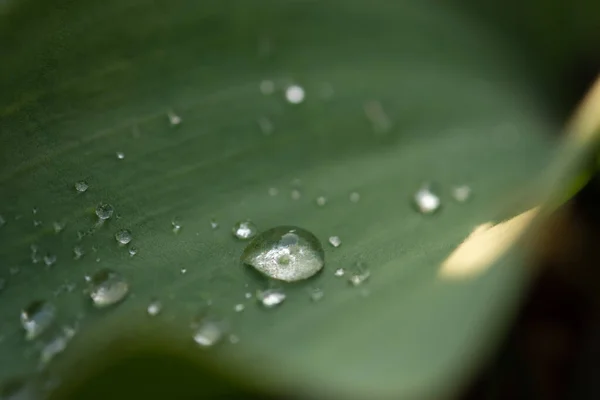 Gotas Lluvia Las Hojas Tulipán Macro Fotografía Agua Concepto Mañana — Foto de Stock