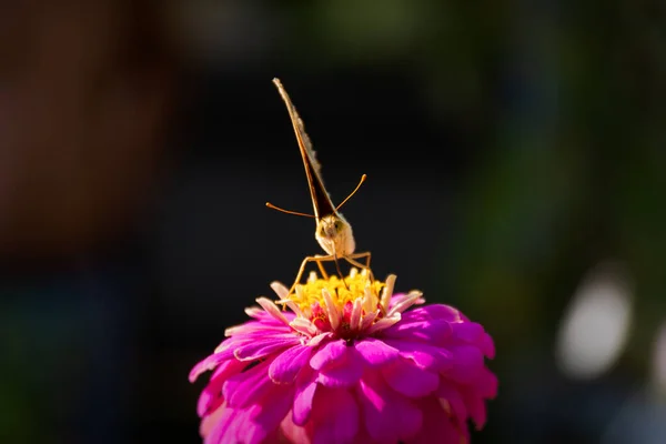 Motyl Namalował Damę Lub Namalował Kobietę Różowym Kwiatku Słońcu Makrofotografia — Zdjęcie stockowe