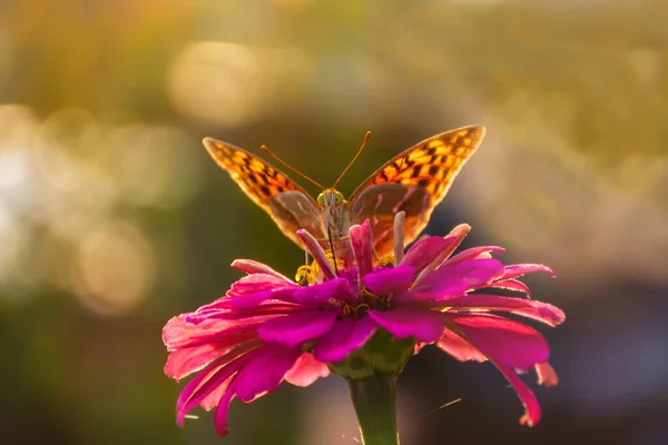 A butterfly painted a lady or painted a lady on a pink flower in the sunlight. Macrophotography of wildlife. The butterfly pollinates the flowers of the purple cynia. Evening bright rays of the sun.