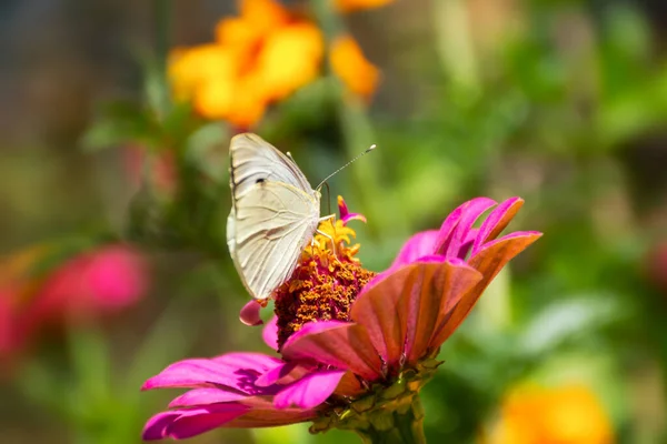 Fehér Káposzta Pillangó Lat Pieris Melltartó Egy Rózsaszín Virág Napfényben — Stock Fotó