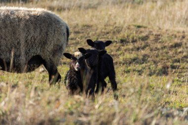 Çayırda otlayan komik kuzuları olan bir koyun. Gri-siyah evcil, kıvırcık saçlı güzel hayvanlar. Sürü otluyor. Anne için bakım desteği kavramı. Anne ve çocuklar hayvanlar.