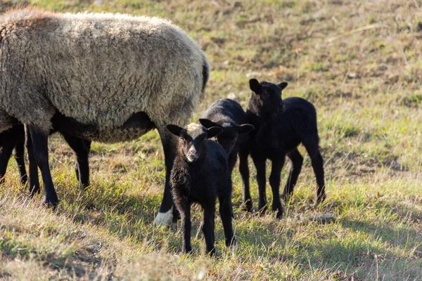 Çayırda otlayan komik kuzuları olan bir koyun. Gri-siyah evcil, kıvırcık saçlı güzel hayvanlar. Sürü otluyor. Anne için bakım desteği kavramı. Anne ve çocuklar hayvanlar.