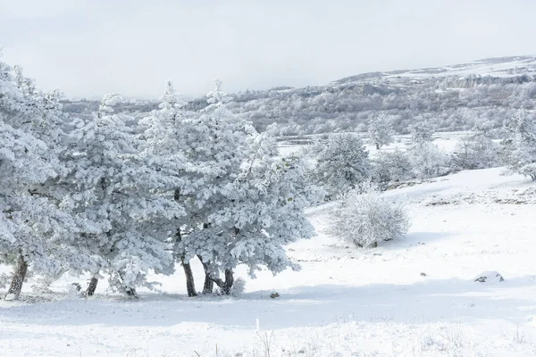Paisaje Invernal Con Árboles Cubiertos Nieve Fabuloso Paisaje Atmosférico Montañas — Foto de Stock