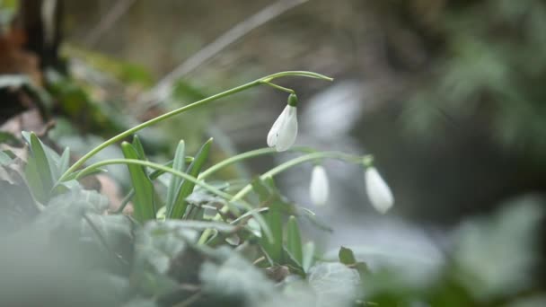 Galanthus Rozkvétá Lese Jako První Rozmazané Pozadí Lesa Horské Řeky — Stock video