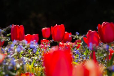 Bahar çiçekli laleler bahçede yakın plan. Güneş ışığında parlak, çok renkli bir arka plan. Arkaplanı bulanık tam çerçeve. Tatil konsepti, Anneler Günü, Kadınlar Günü. Peyzaj parkları