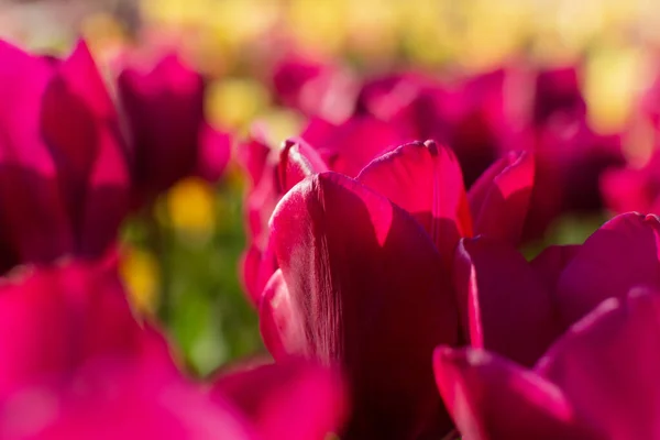 Wiosna Kwiaty Tulipany Zbliżenie Ogrodzie Jasne Fioletowe Tło Słońcu Pełna — Zdjęcie stockowe