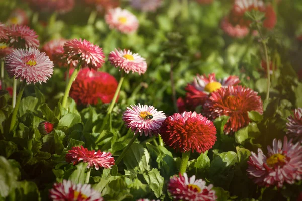 Bellis Perennis Kert Évelő Rózsaszín Százszorszépek Vízszintes Tavaszi Háttér Színes — Stock Fotó