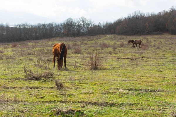 Лошадь Пасущаяся Лугу Зеленая Трава Сельский Мирный Атмосферный Ландшафт Молодые — стоковое фото