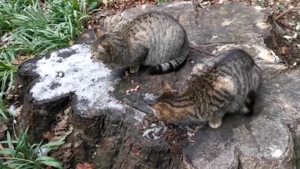 Бродячие Серые Кошки Едят Пне Парке Помогите Накормите Диких Животных — стоковое видео
