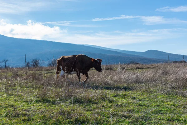 Krowy Pasą Się Łące Portret Czerwonej Krowy Tle Zielonej Trawy — Zdjęcie stockowe