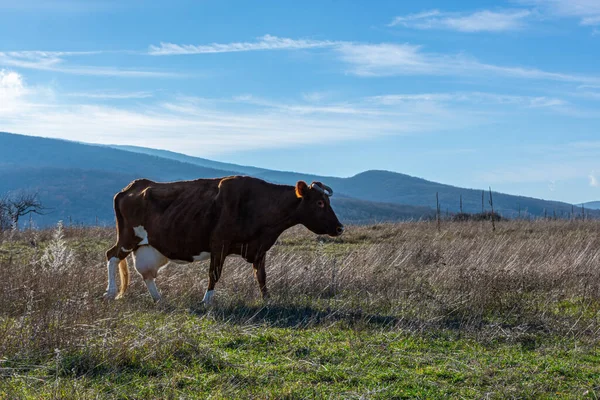 Krowy Pasą Się Łące Portret Czerwonej Krowy Tle Zielonej Trawy — Zdjęcie stockowe
