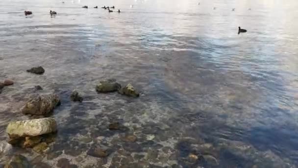 Racci Mořští Plavou Vodě Divocí Stěhovaví Ptáci Přišli Zimu Moře — Stock video