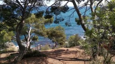 Ağaçların arasından güzel mavi denize bak. İnsansız yaz manzarası. Güçlü rüzgar ağaçları sallıyor, parlak güneş ve turkuaz berrak su. Doğayla bütünlük, keyif, seyahat kavramı.