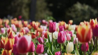 Bahar çiçeği arka planı. Bahçede renkli laleler çiçek açtı. Küçük bir esinti çiçek tarlasında çiçekleri karıştırır. Parkların dekorasyonu. Romantizm, şefkat, kadınlık kavramı.
