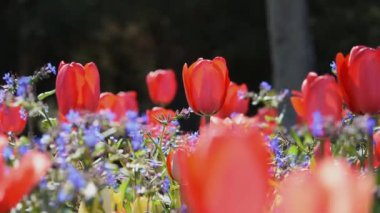 Bahar çiçeği arka planı. Bahçede renkli laleler çiçek açtı. Küçük bir esinti çiçek tarlasında çiçekleri karıştırır. Parkların dekorasyonu. Romantizm, şefkat, kadınlık kavramı.
