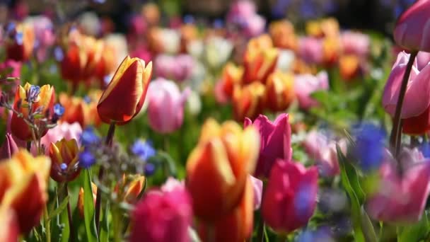 春花背景 五彩缤纷的郁金香在花园里盛开 一阵微风吹动花坛上的花朵 公园的装饰 女性的概念 — 图库视频影像
