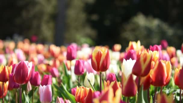 春の花の背景 庭には色とりどりのチューリップが咲きました 小さな風が花壇の花をかき立てる 公園の装飾 ロマンス 優しさ 女性らしさの概念 — ストック動画
