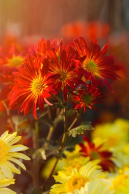 Sarı-turuncu kasımpatıların arkaplanı parlak güneş ışığında kapanır. Bahçede sonbahar çiçekleri. Yumuşak odak, güneşin sıcak ışınları, tam çerçeve. Anneler Günü için doğal sonbahar geçmişi. Makro