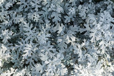 Krestovnik Ashen veya Jacobea primorskaya lat. Jacobaea maritima manzarası. Gri doğal arka plan. Düzen, tabela, tasarım ve kapaklar için desenli soyut kağıtlar. Gümüş-gri ve mavimsi yapraklar.